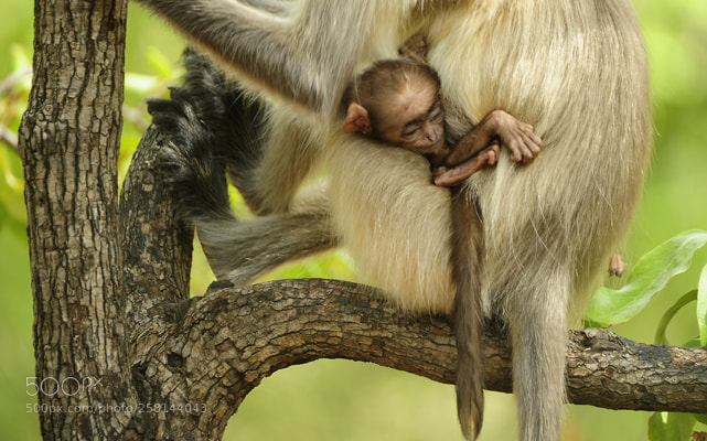 Nikon D3S sample photo. Mom n baby photography