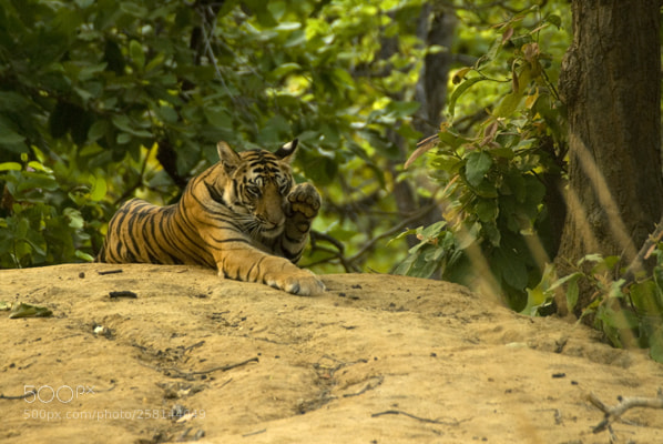 Nikon D200 sample photo. Relaxing photography