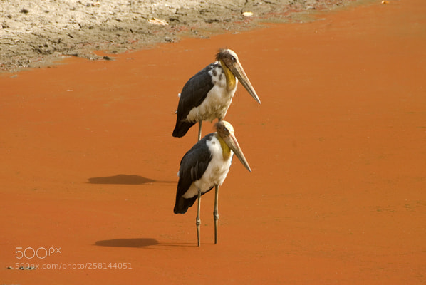 Nikon D200 sample photo. Red algae photography