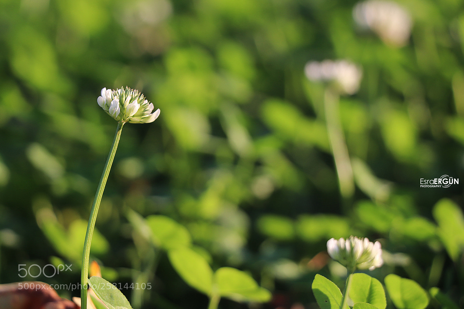 Canon EOS 800D (EOS Rebel T7i / EOS Kiss X9i) sample photo. Flowers in autumn photography