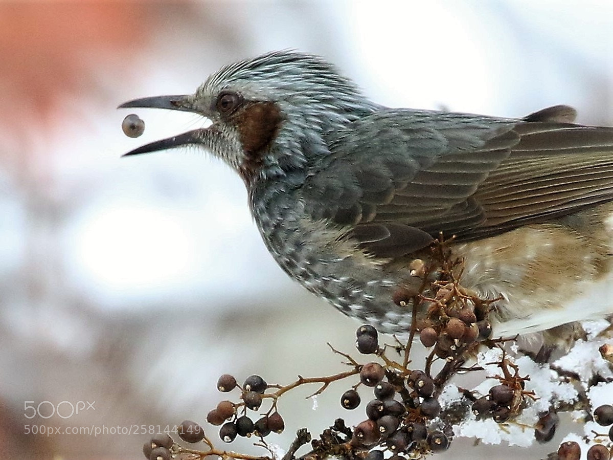 Canon EOS 7D Mark II sample photo. Hypsipetes amaurotis photography