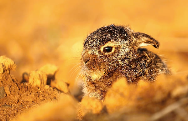 Adorable baby hare in field