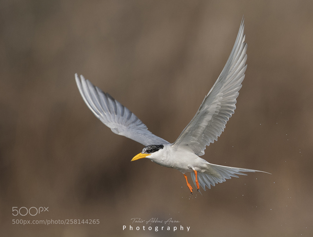 Nikon D500 sample photo. The river tern photography