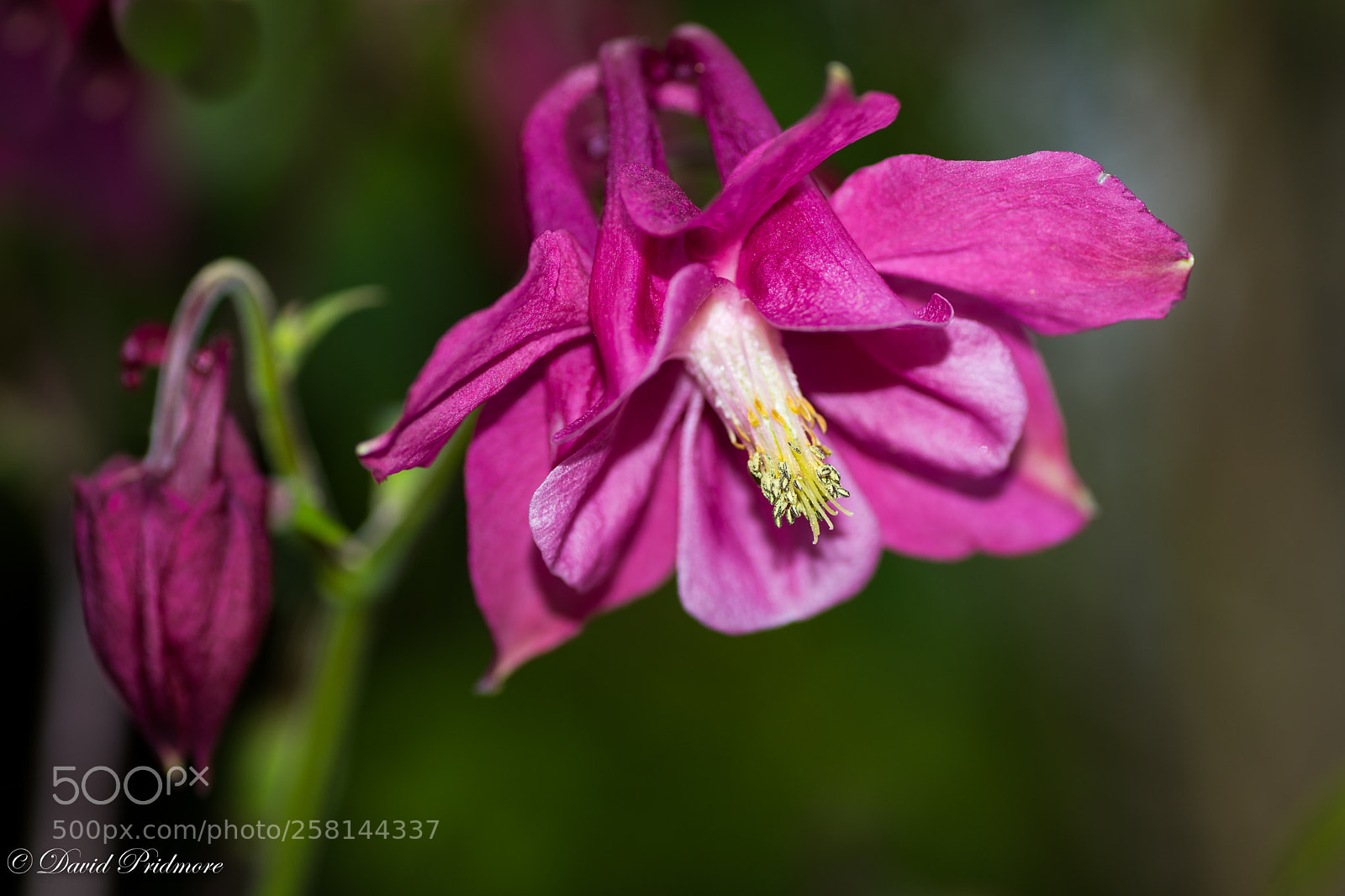 Nikon D7200 sample photo. Flower photography