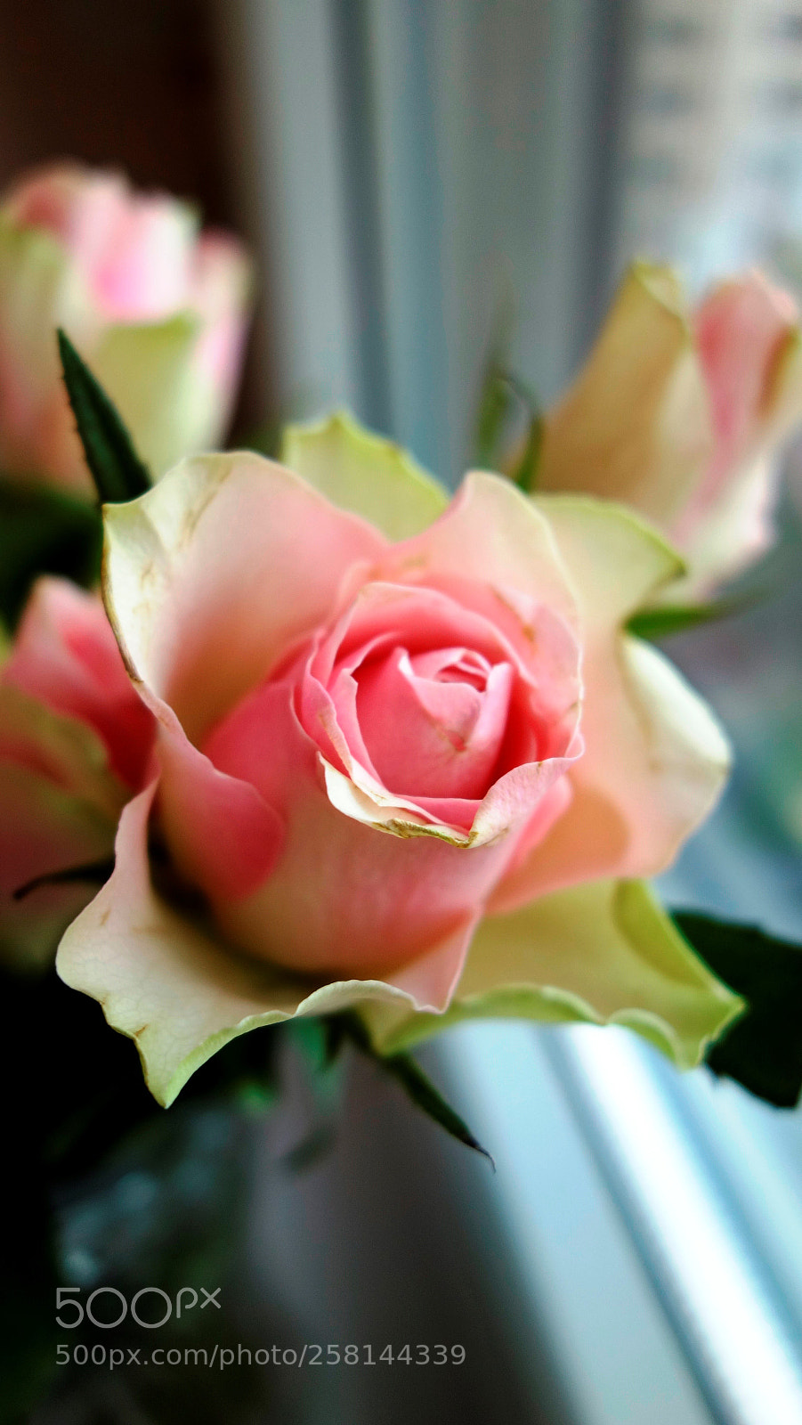 Sony Cyber-shot DSC-RX100 sample photo. Just roses photography
