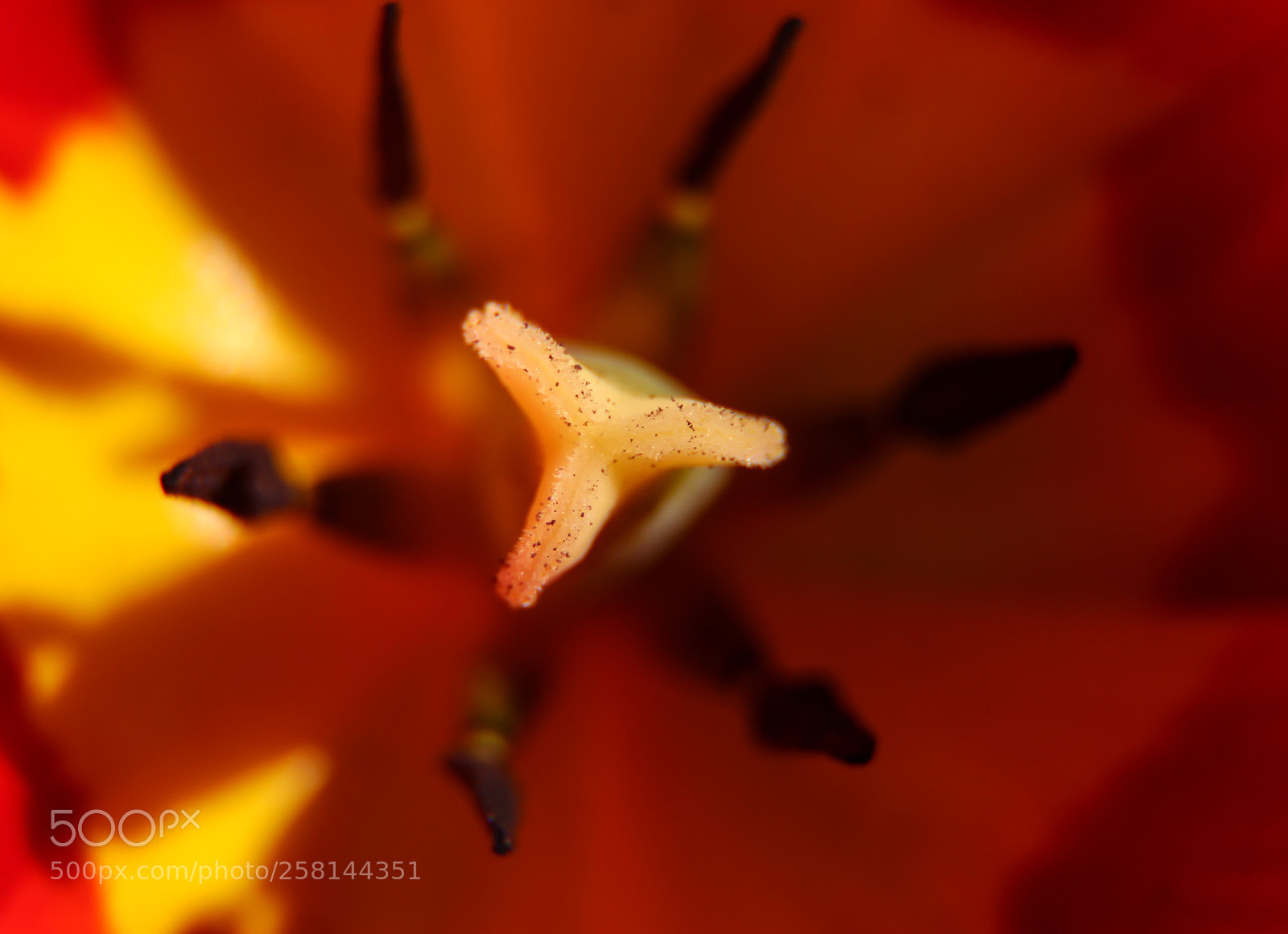 Canon EOS 600D (Rebel EOS T3i / EOS Kiss X5) sample photo. Heart of a tulip photography