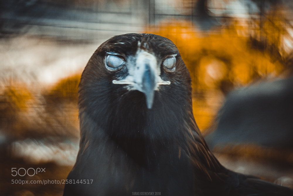 Nikon D80 sample photo. Moscow zoo photography