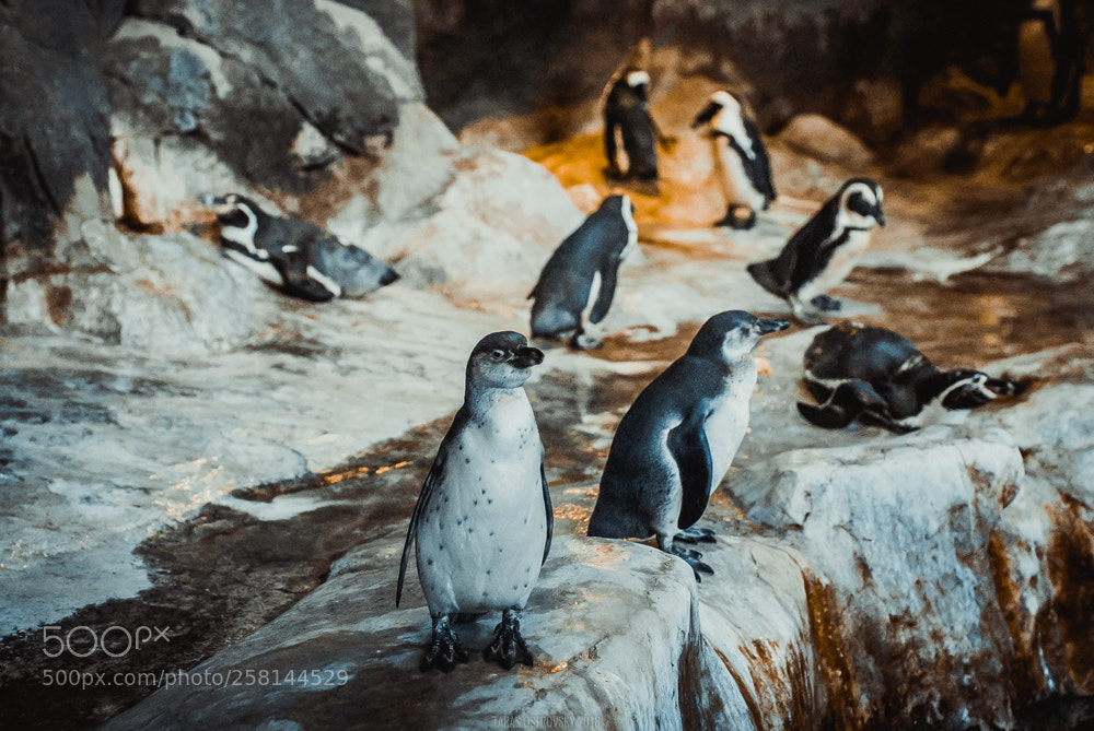Nikon D80 sample photo. Moscow zoo photography