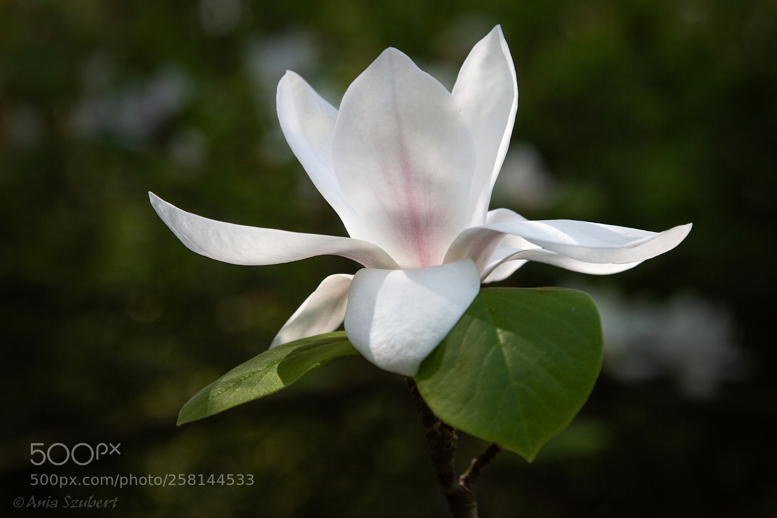Canon EOS 7D sample photo. White crown photography