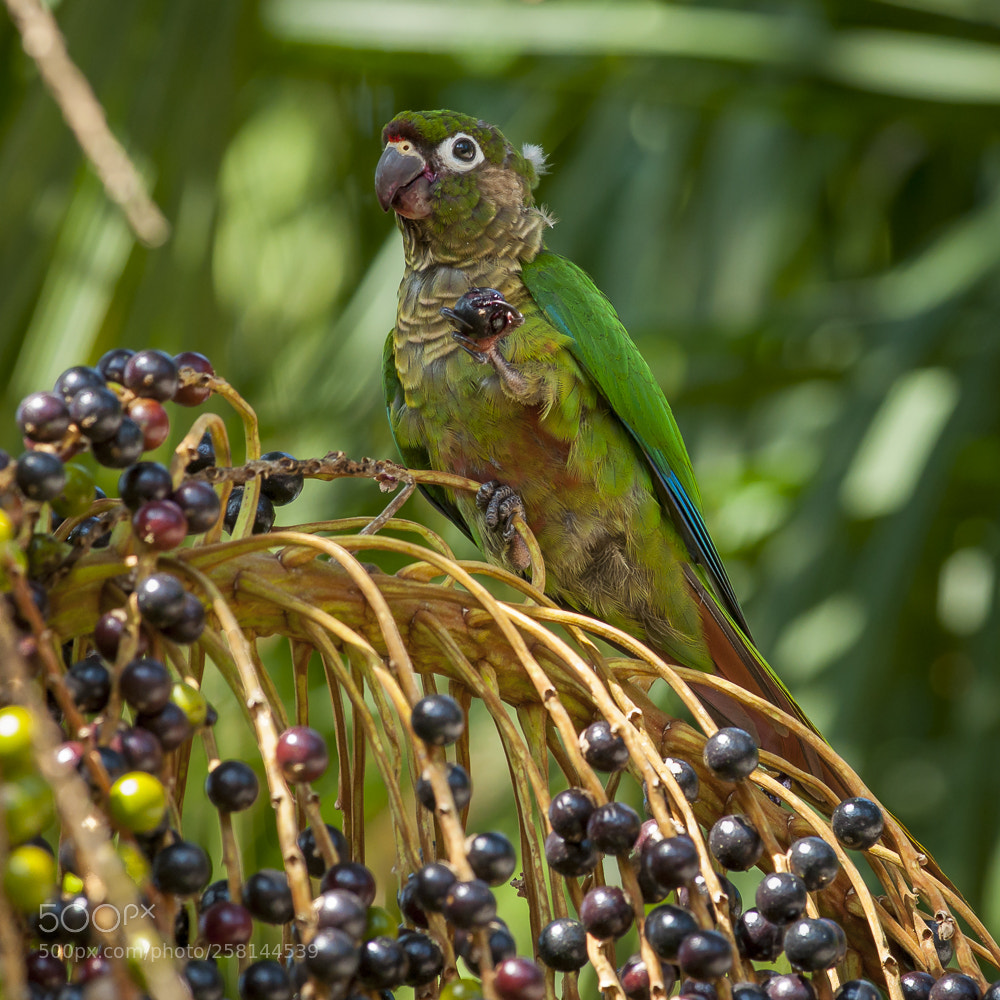 Nikon D5000 sample photo. Maroon-bellied parakeet photography