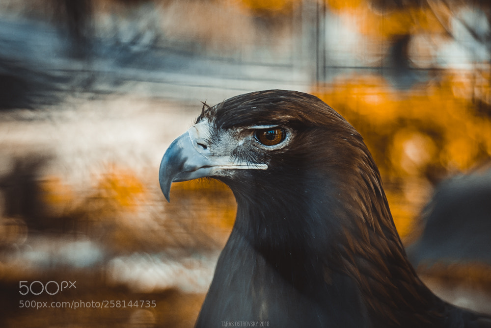 Nikon D80 sample photo. Moscow zoo photography