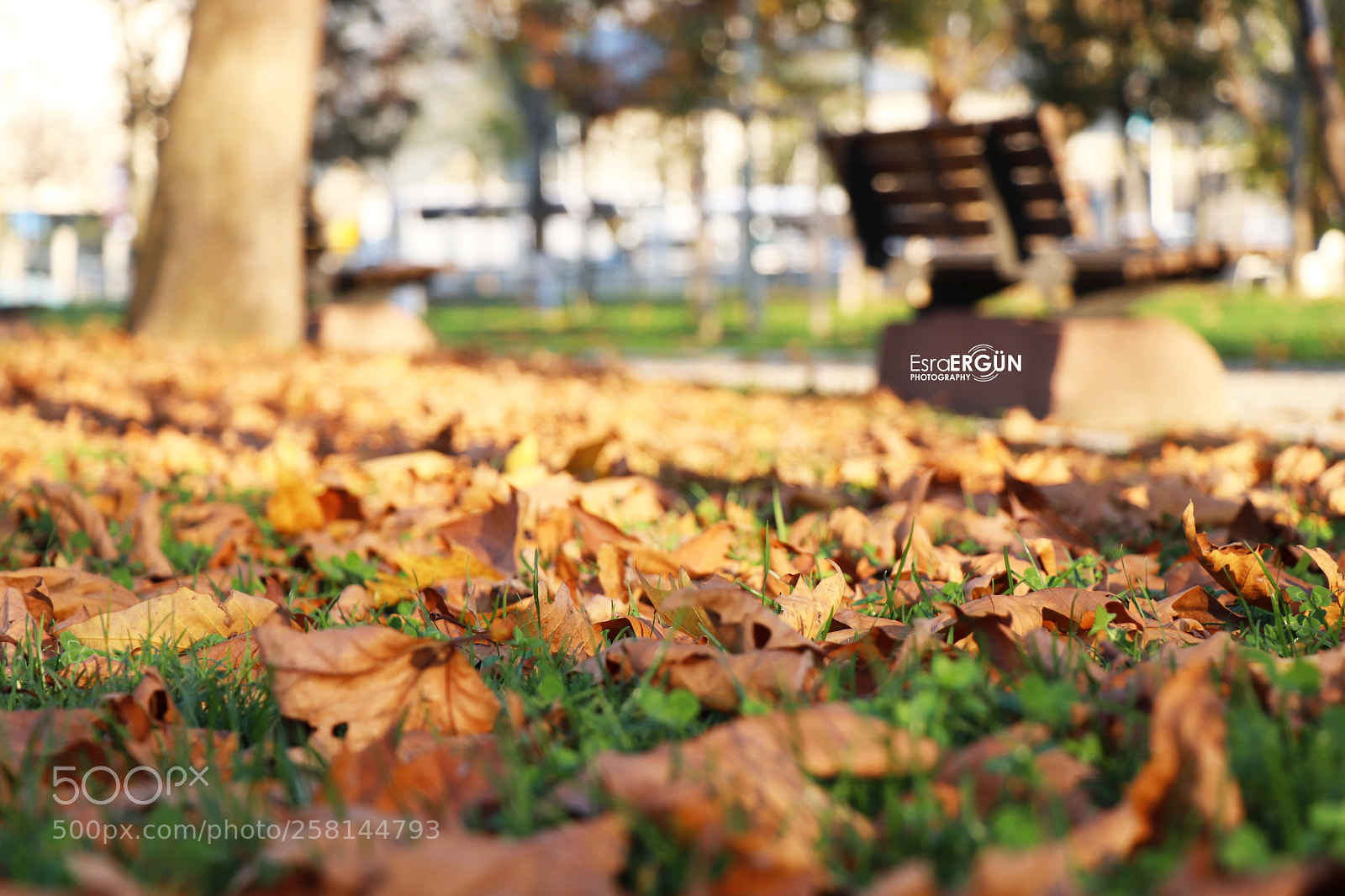 Canon EOS 800D (EOS Rebel T7i / EOS Kiss X9i) sample photo. Autumn photography