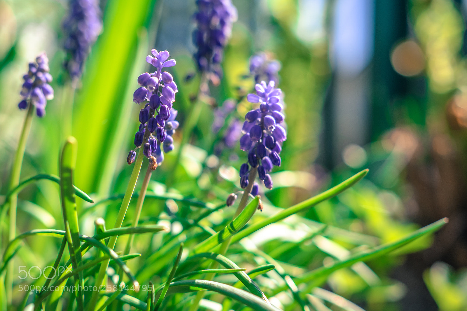Fujifilm X-T1 sample photo. In the garden#3 photography