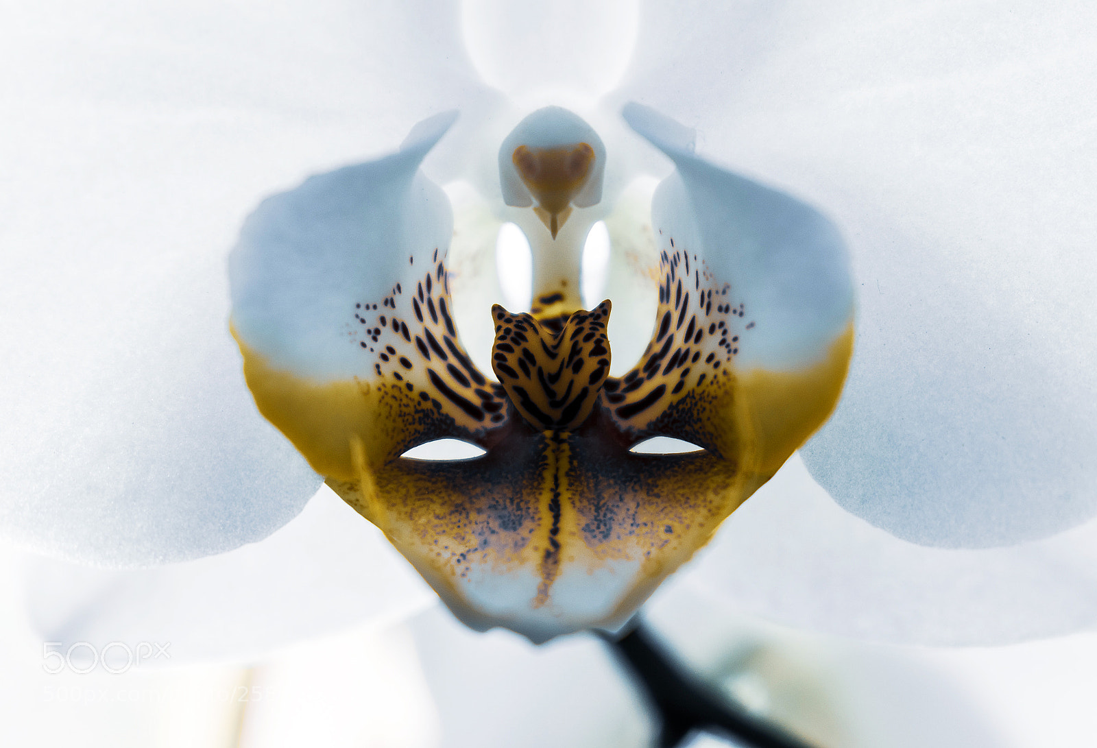 Nikon D3300 sample photo. Amazing flower photography
