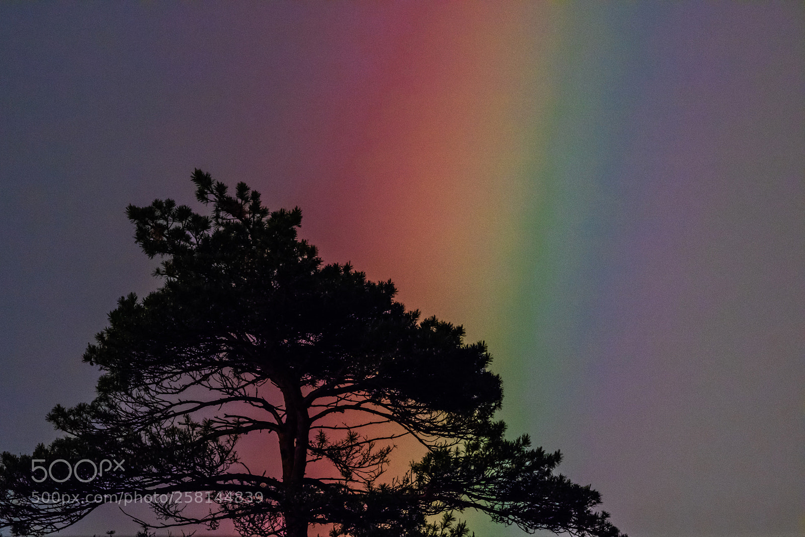 Canon EOS 750D (EOS Rebel T6i / EOS Kiss X8i) sample photo. Treetop rainbow photography