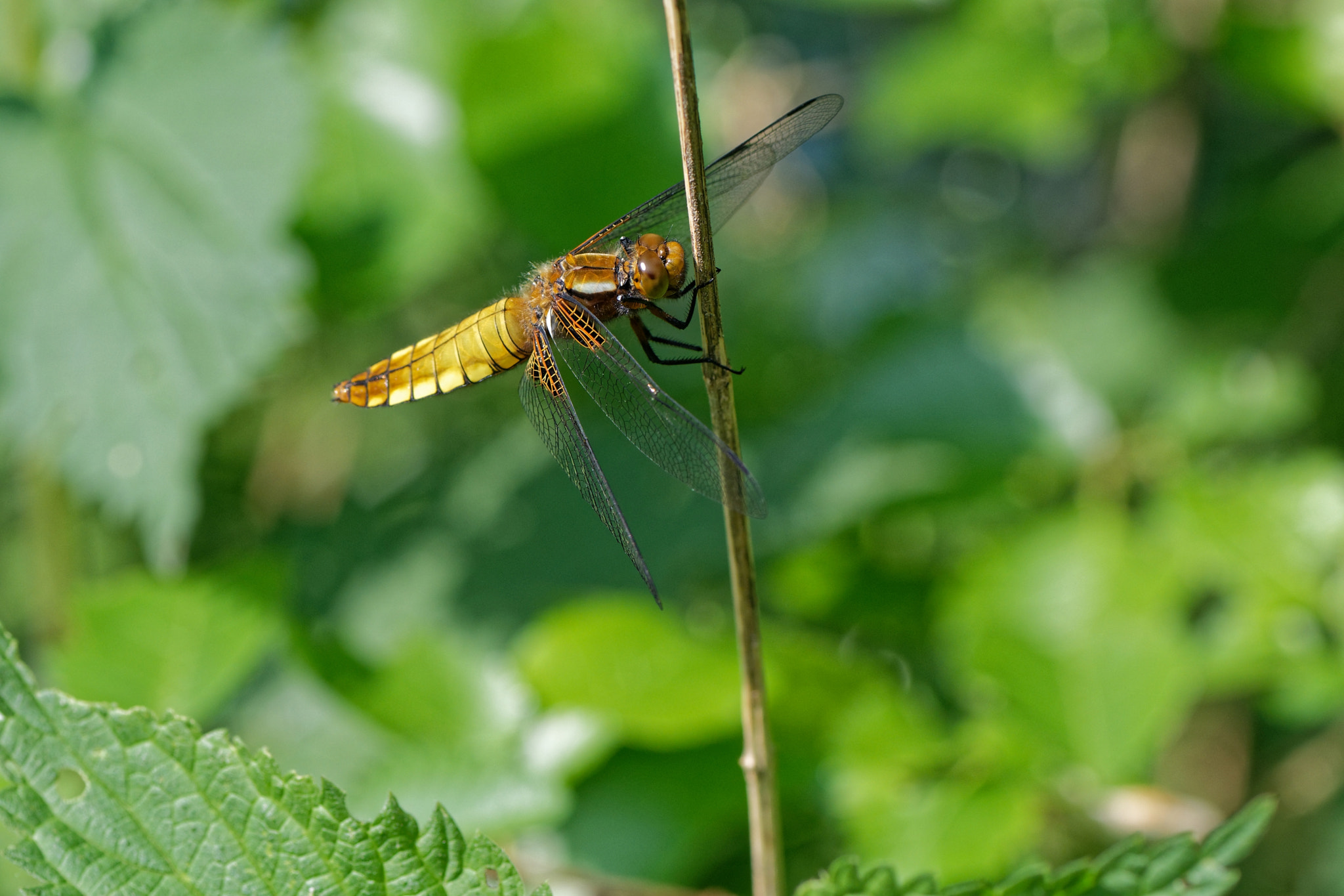 Nikon AF-S Micro-Nikkor 105mm F2.8G IF-ED VR sample photo. Libellule fauve immature photography