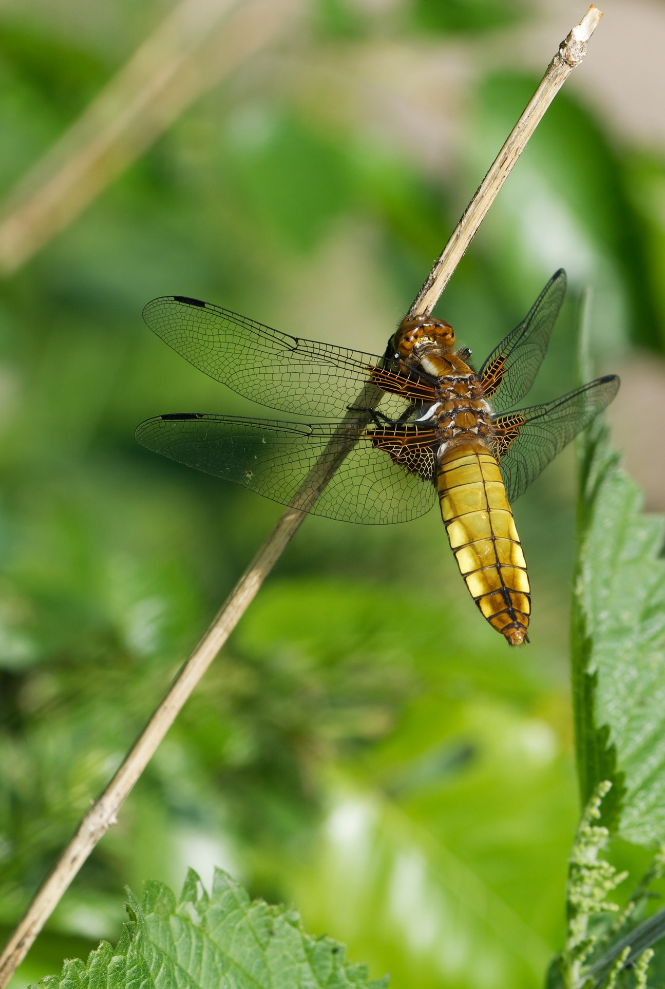 Nikon AF-S Micro-Nikkor 105mm F2.8G IF-ED VR sample photo. Libellule fauve immature photography