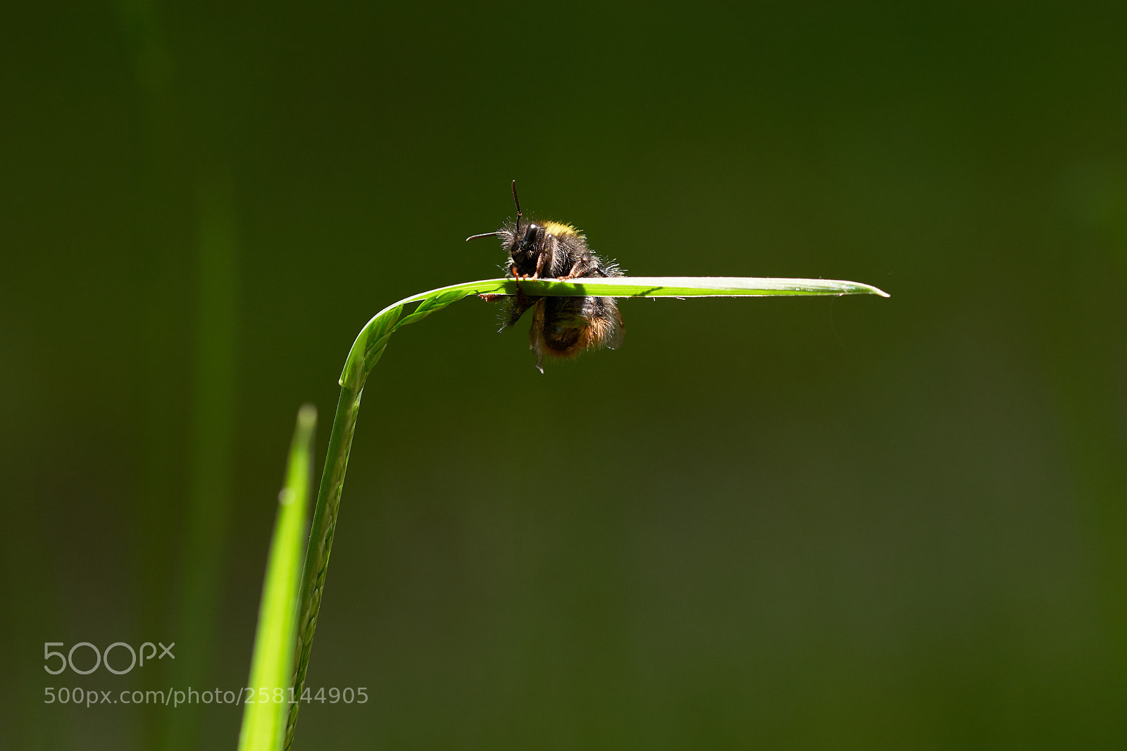 Sony a7R III sample photo. Dsc photography