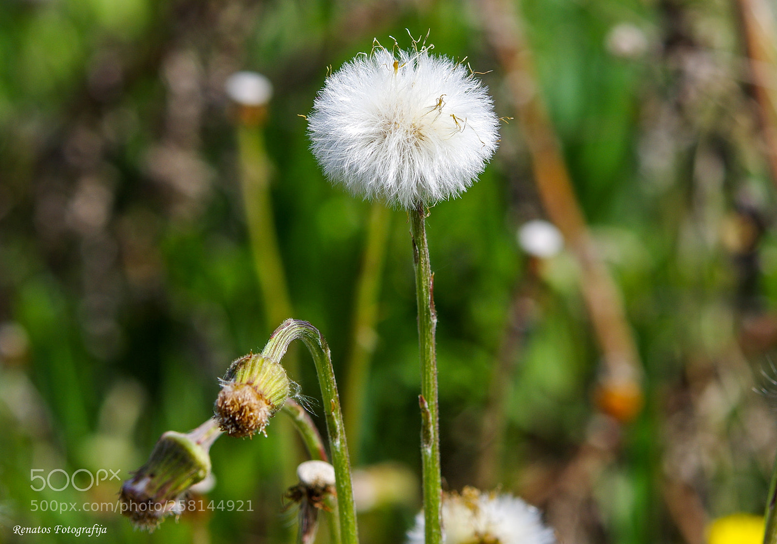 Pentax K-3 sample photo. Untitled photography