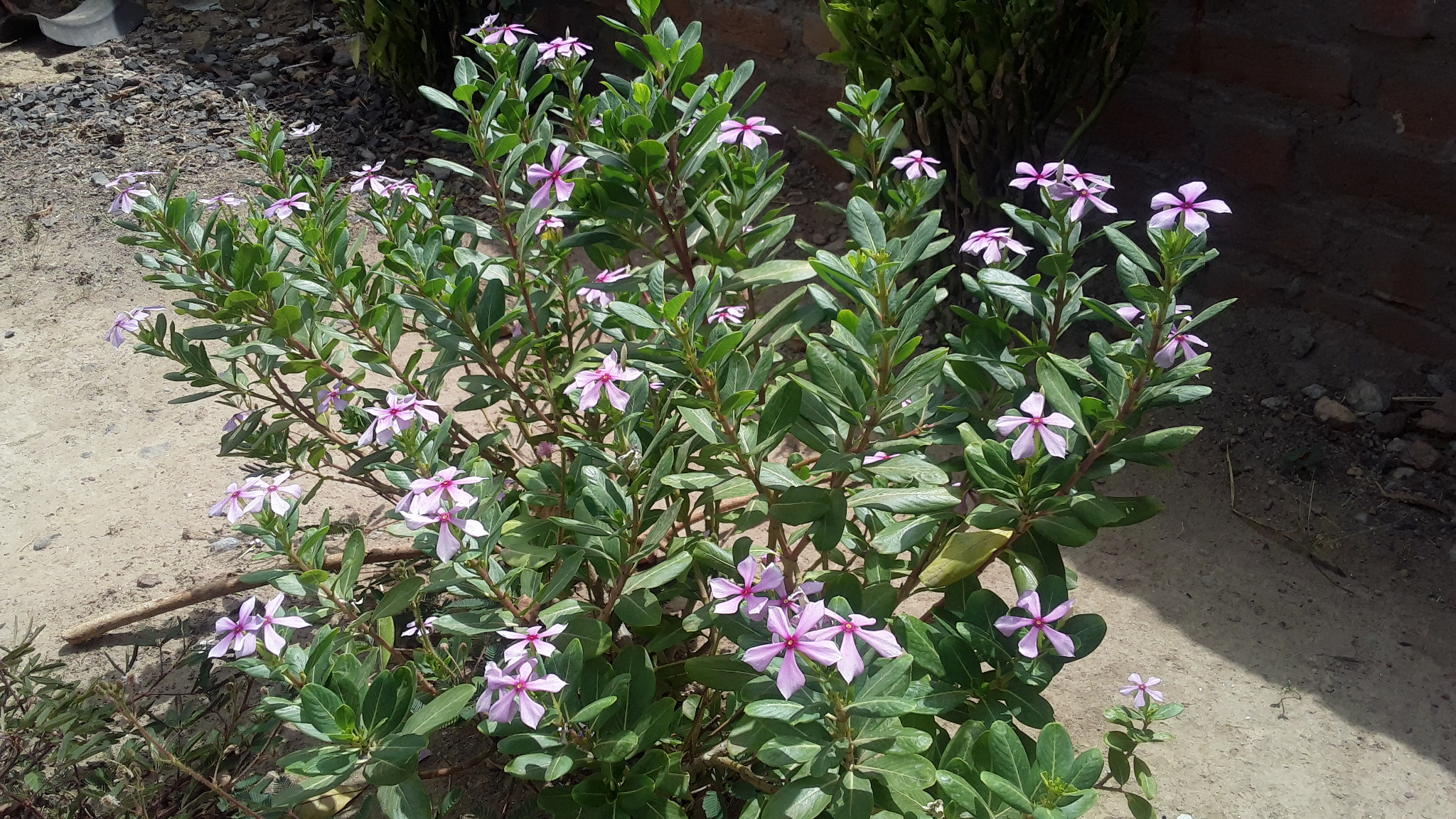 Samsung Galaxy On5 sample photo