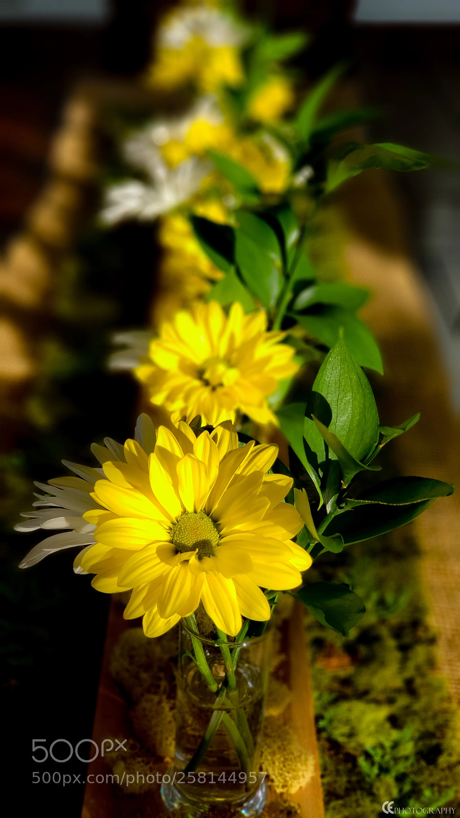 Samsung Galaxy S9+ sample photo. Spring flowers photography