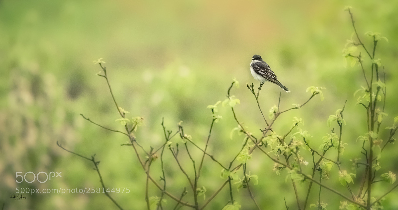 Nikon D810 sample photo. The kingbird photography