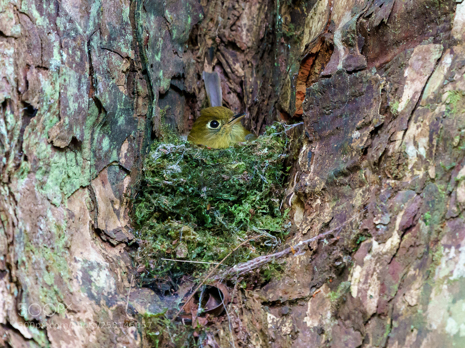 Sony a9 sample photo. Sitting in the nest photography
