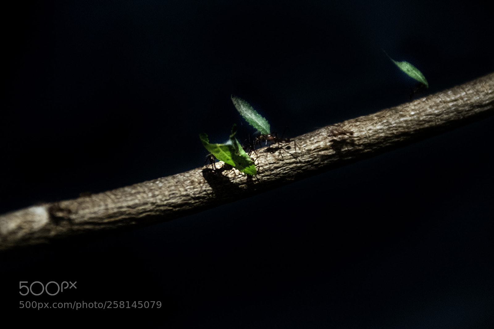 Nikon D500 sample photo. Ants photography