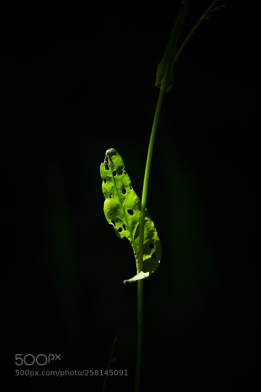 Sony a7R III sample photo. _dsc8614 1.jpg photography