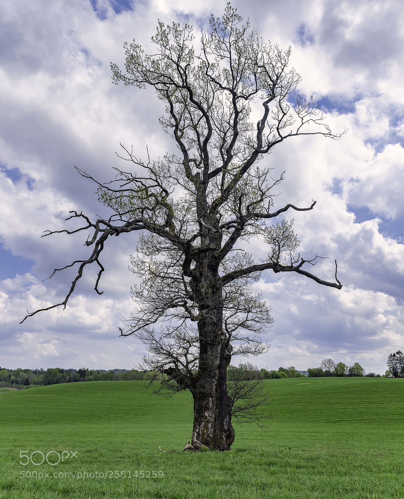 Fujifilm X100F sample photo. Famous oak tree in photography