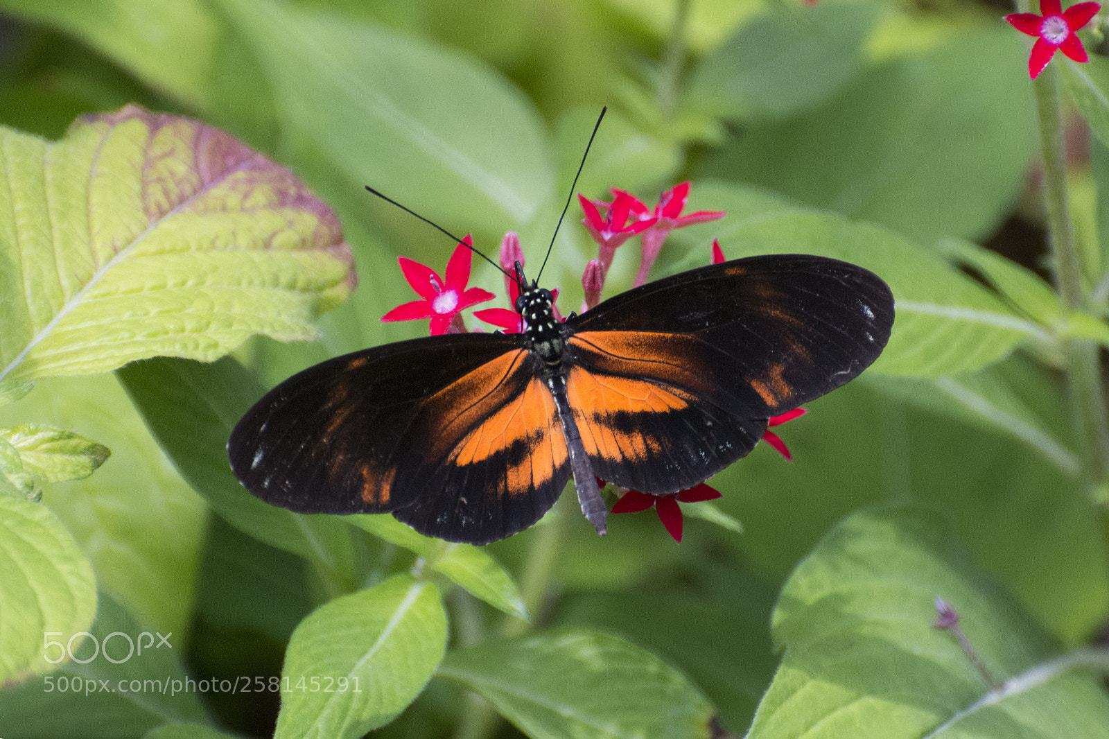 Nikon D7200 sample photo. Butterfly 2018-28 photography