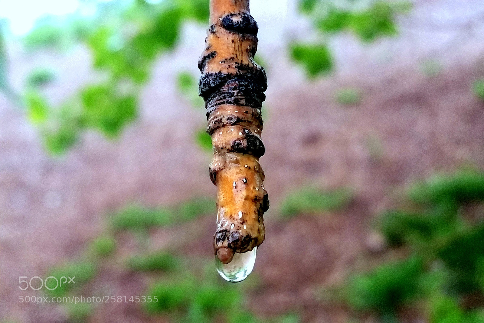 Samsung Galaxy Note4 sample photo. Drip stick photography