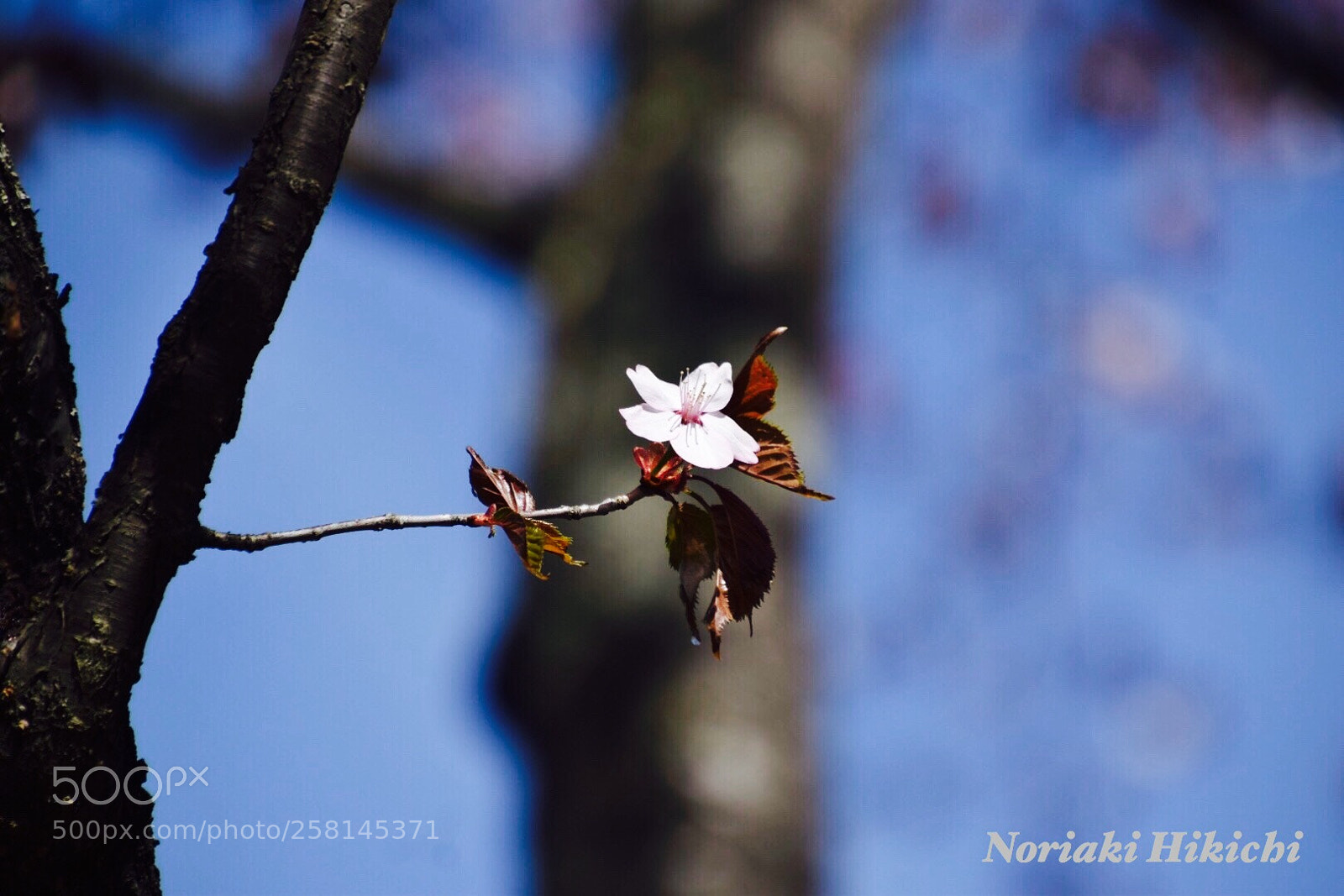 Nikon D5300 sample photo. Untitled photography