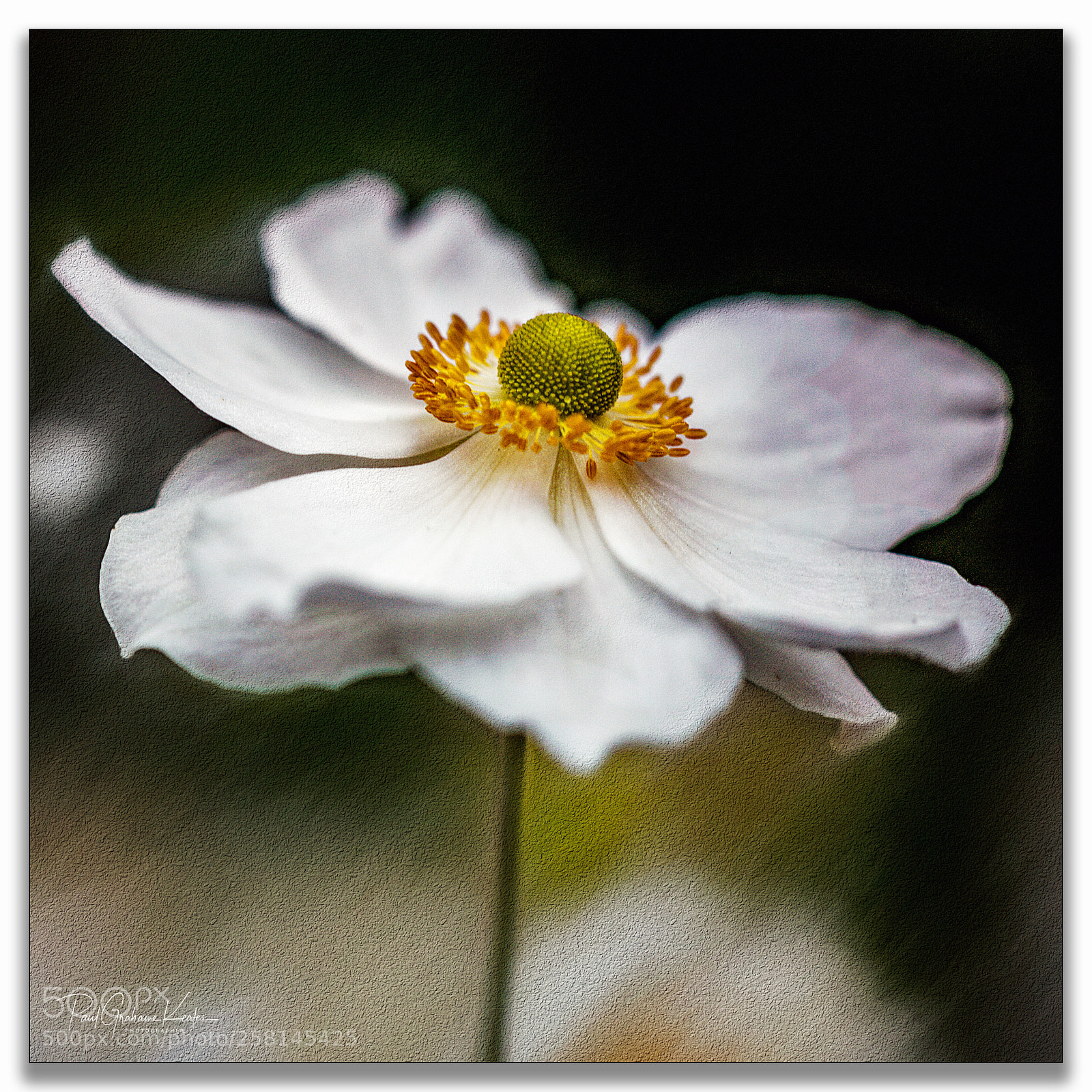 Canon EOS-1Ds Mark III sample photo. Full bloom .... photography
