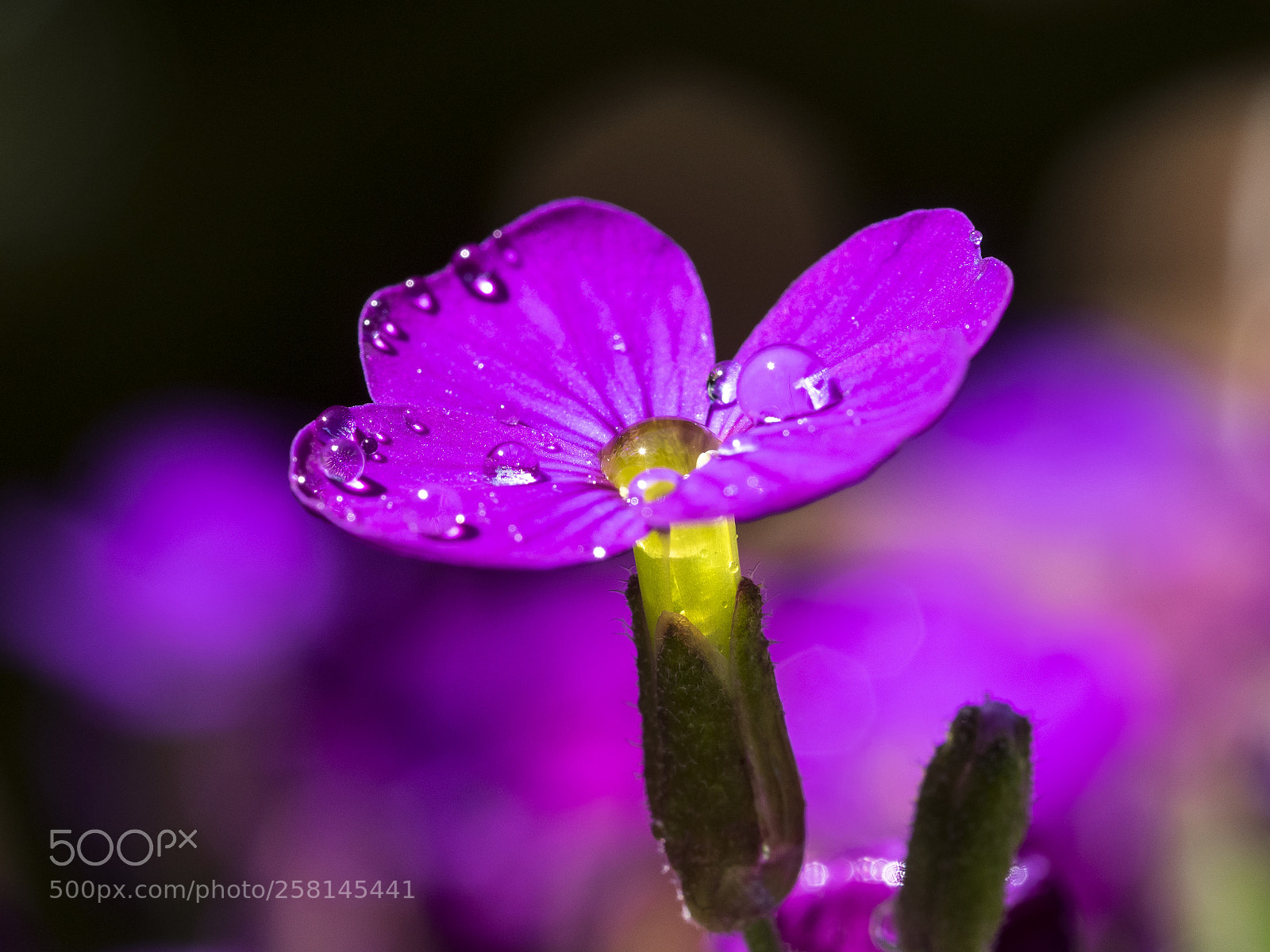 Olympus OM-D E-M1 sample photo. Aubretia with droplets photography
