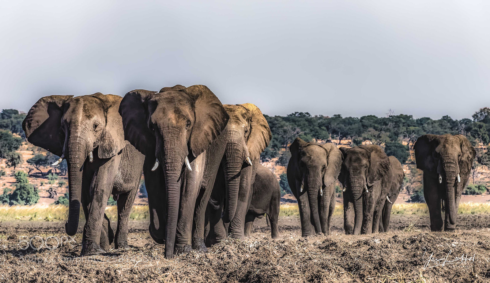 Nikon D810 sample photo. Below the elephants photography