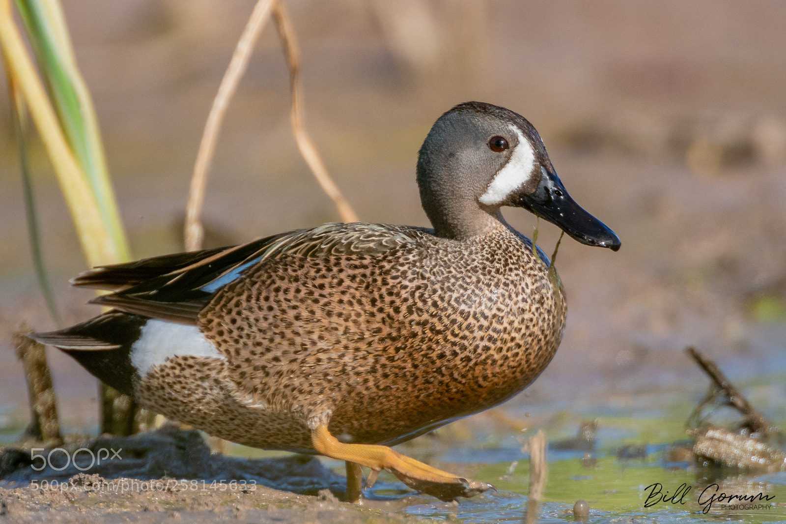 Nikon D500 sample photo. Blue-winged teal drake photography