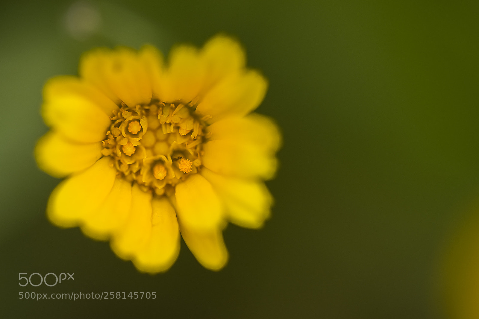 Nikon D3300 sample photo. Yellow whisper photography