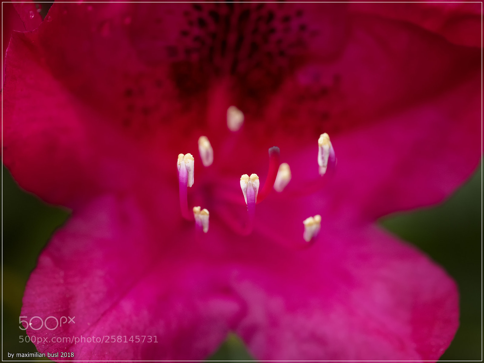 Nikon D850 sample photo. Rhododendron photography