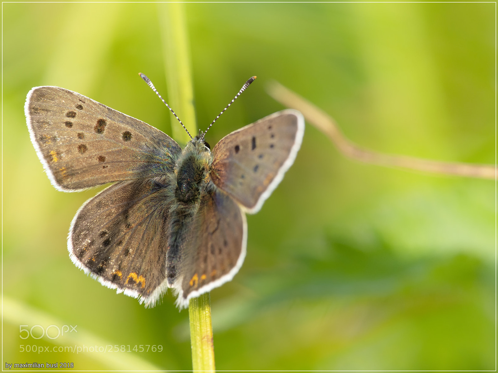 Nikon D850 sample photo. Sooty copper photography