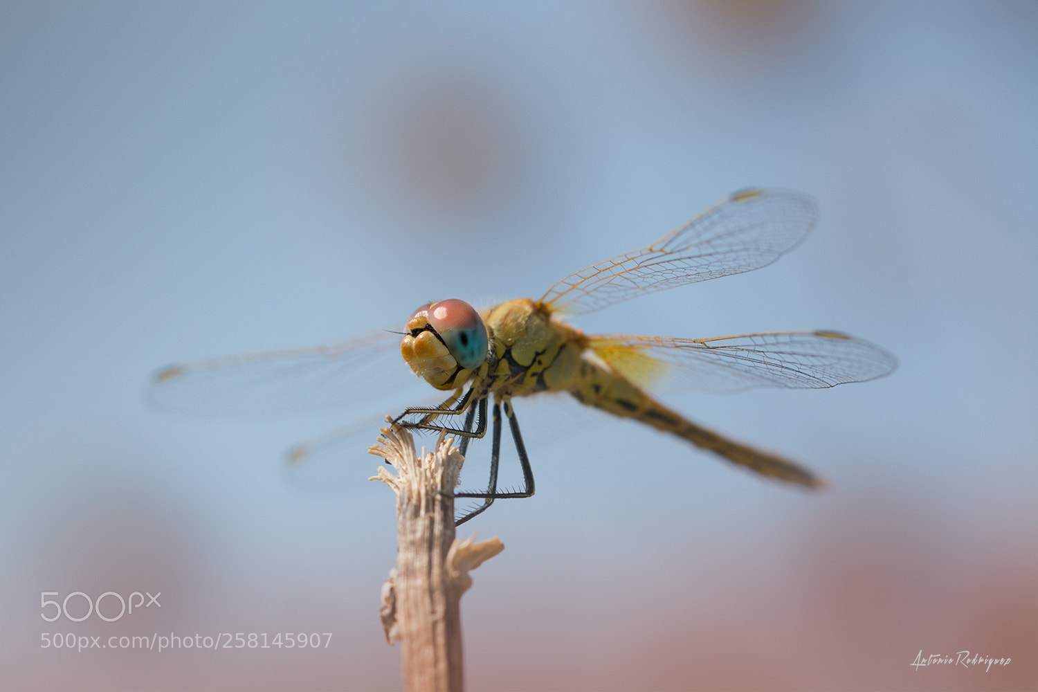 Nikon D7100 sample photo. Dragon-fly photography