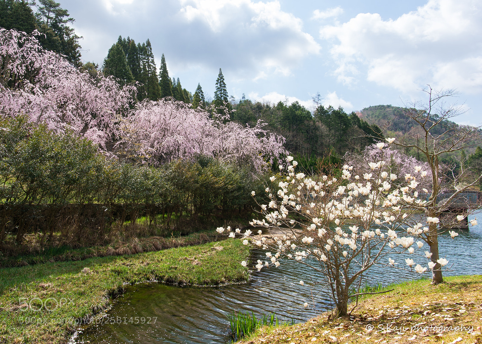 Nikon Df sample photo. Cherry trees photography