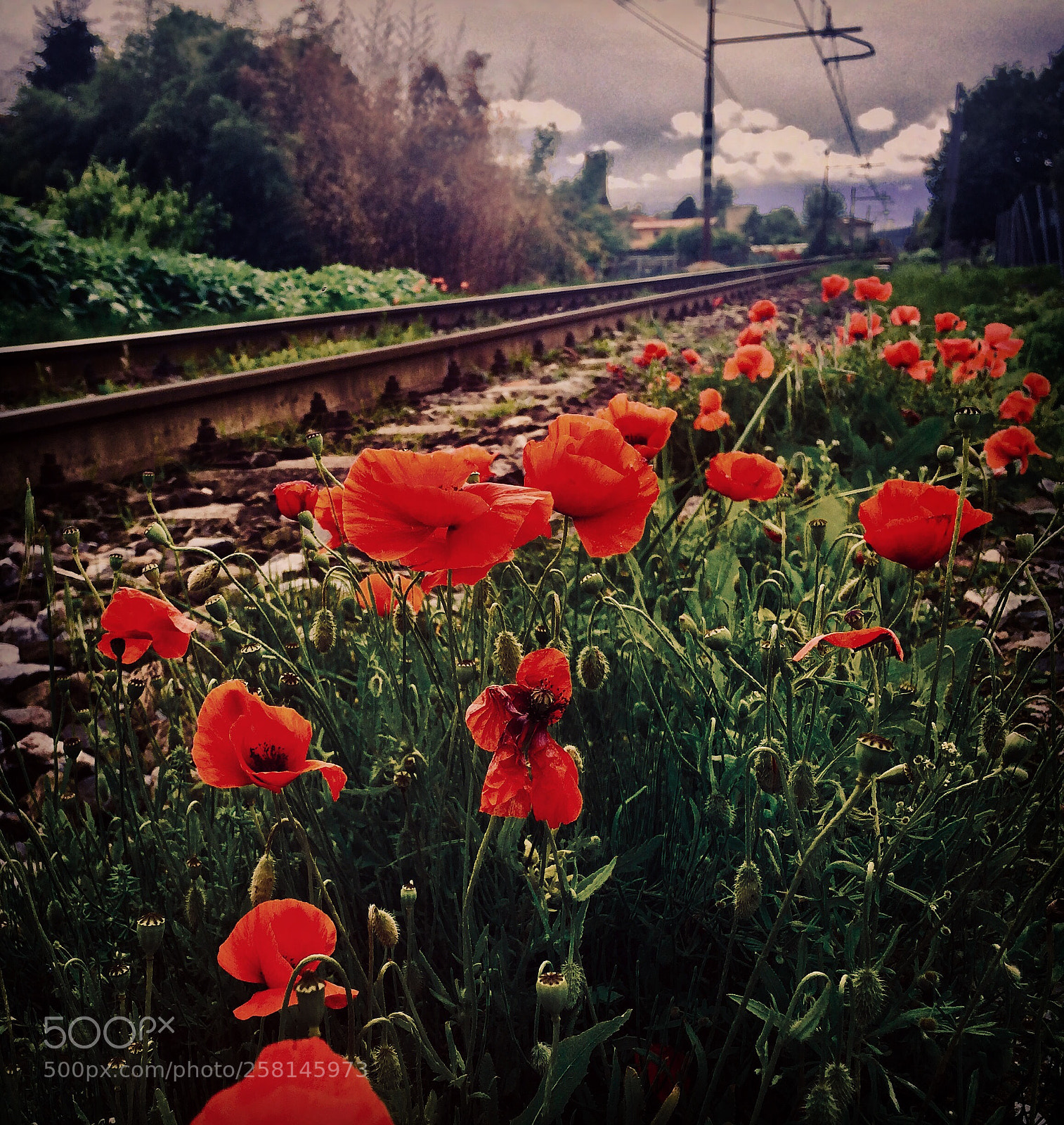Apple iPhone 5s sample photo. Poppies  photography