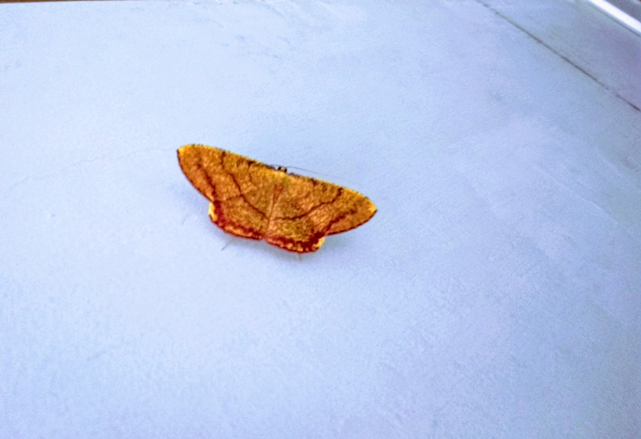 Motorola Moto G (5S) sample photo. Moth photography