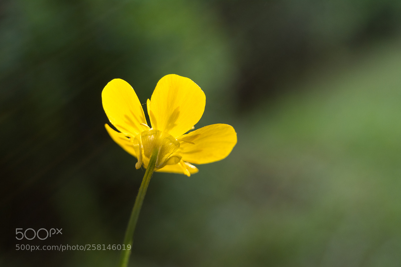 Nikon D5200 sample photo. Ranuncolo photography