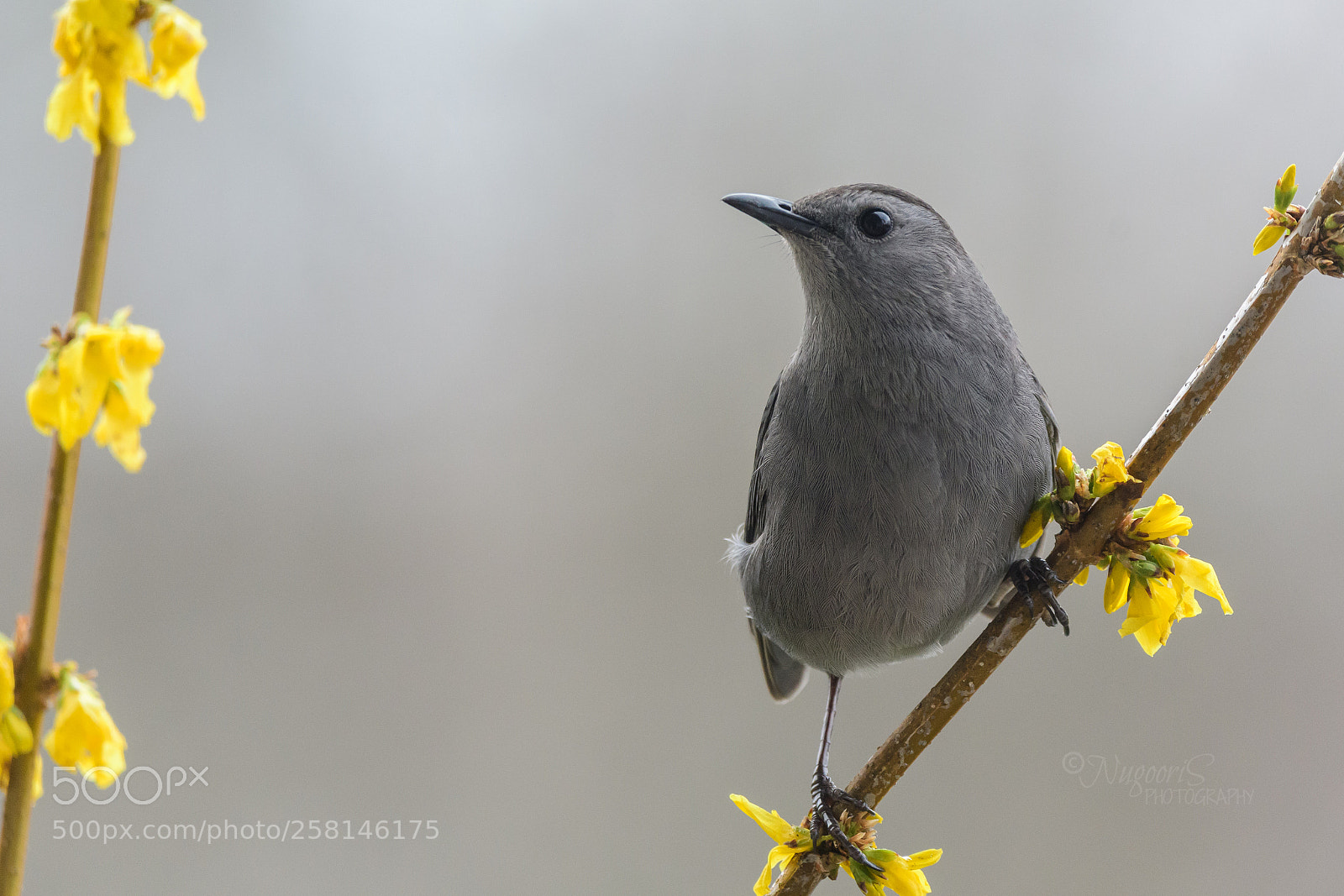 Nikon D500 sample photo. Gray catbird photography