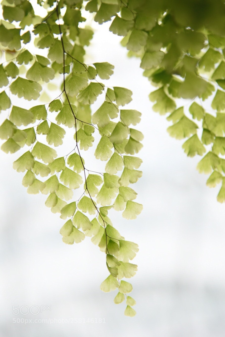 Nikon D750 sample photo. 鐵骨芒-
iranbone photography