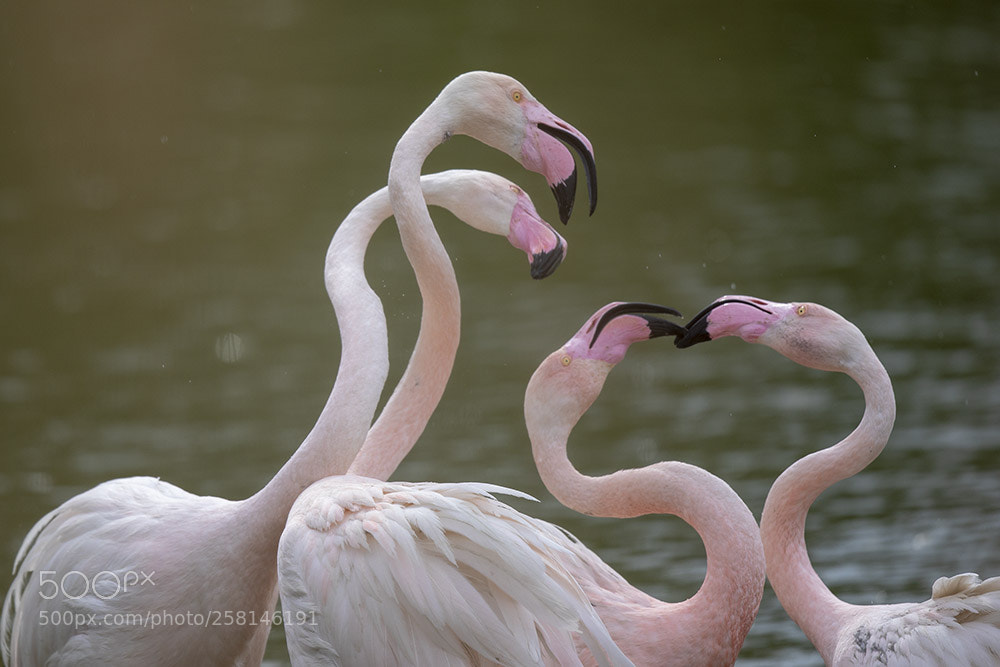 Canon EOS 5D Mark IV sample photo. Saintes maries de la photography