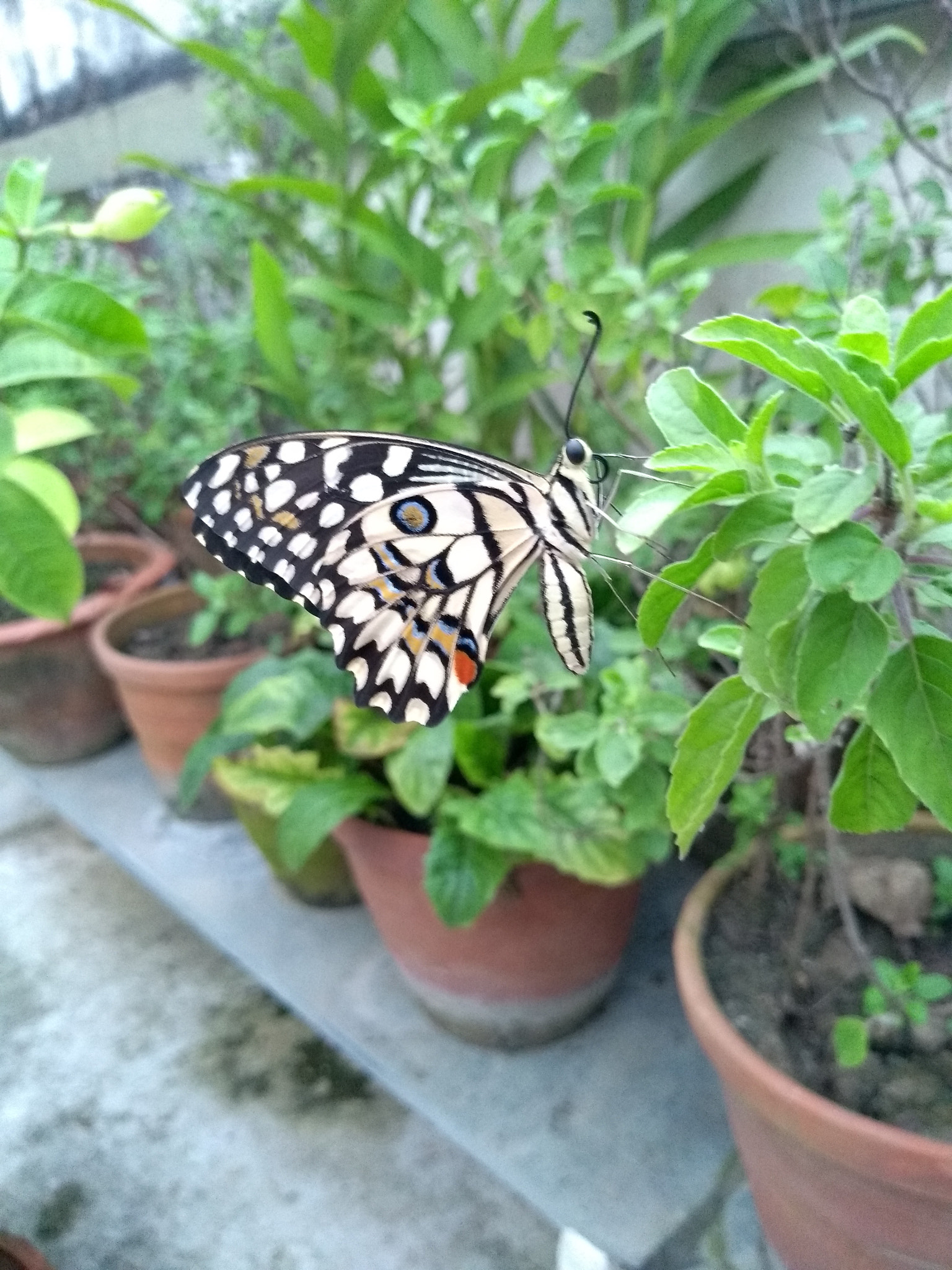 Motorola Moto G (5S) sample photo. Butterfly. photography