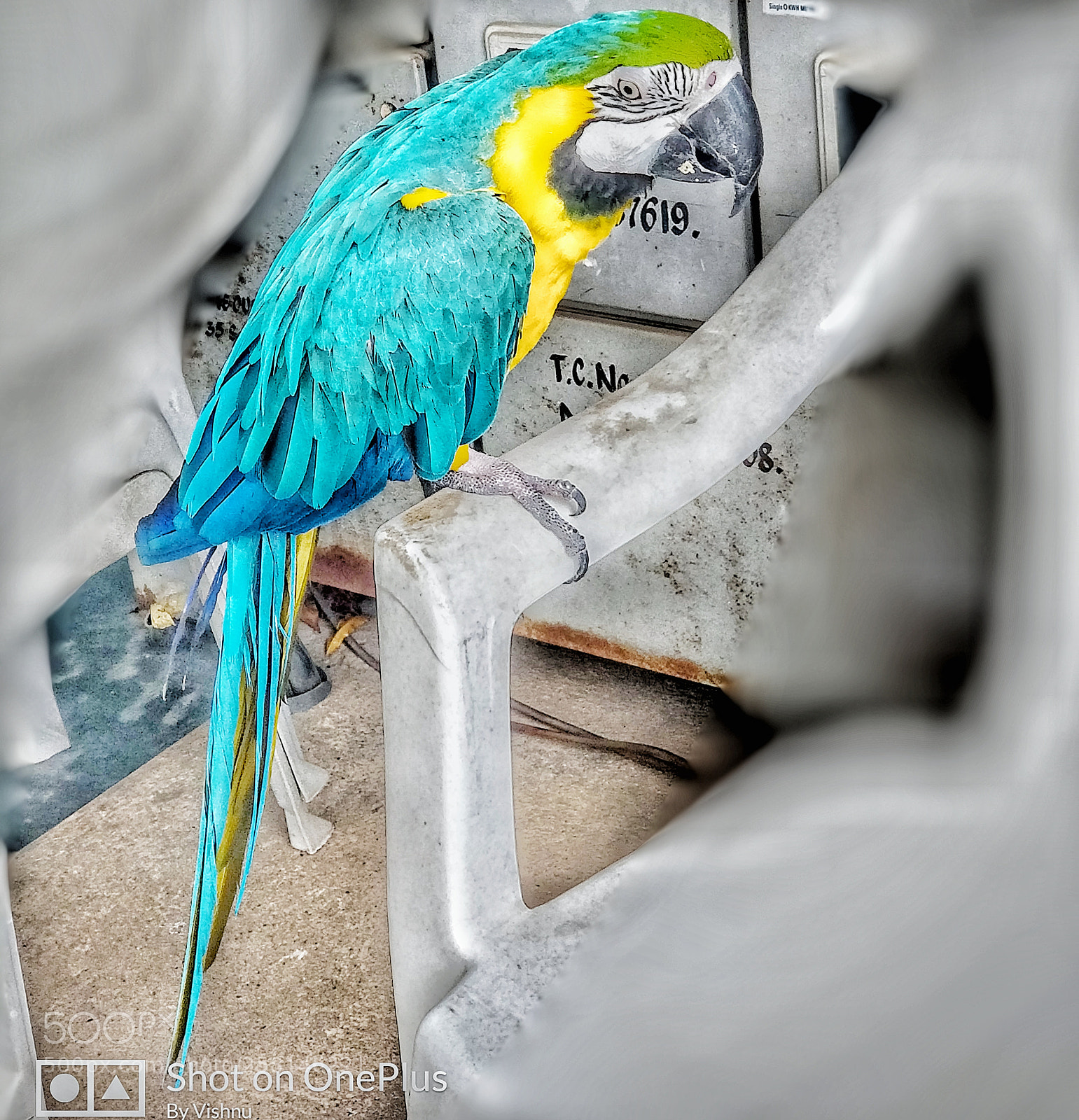 OnePlus 5 sample photo. Colors of life.... photography